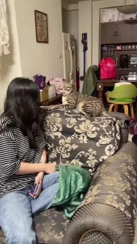 出手扁人臉卻先往後縮😂#cat #pet #小貓 #catsoftiktok #interesting #貓咪 #❤️ #funnycats #cats #angry 