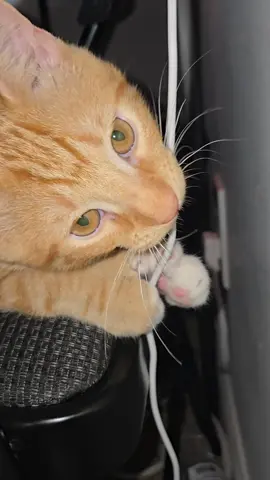 #gatitos curiosos 
