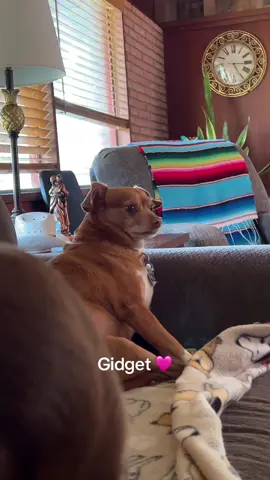 #fyp #dogsoftiktok #chihuahua #dogmom #mydog 