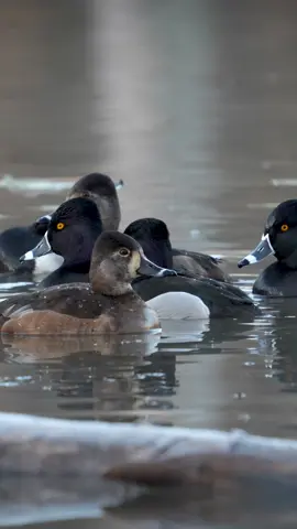 I would say ringnecks are one of the noisiest ducks on the water! #ducks #waterfowl #duckseason #duckhunting #ducksunlimited 