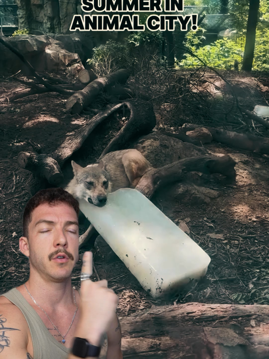 Sera que esses animais resgatados estão vivendo tão mal assim quanto pensam? Nesse do vídeo não parece