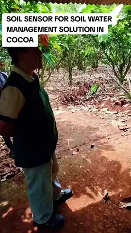 Soil water management solution in cocoa plantations#gurutani75channel #kakao 