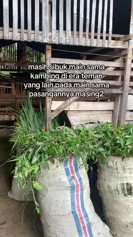 #hendri_farm #peternakkambing #peternakmuda #tokemuda #peternakan 