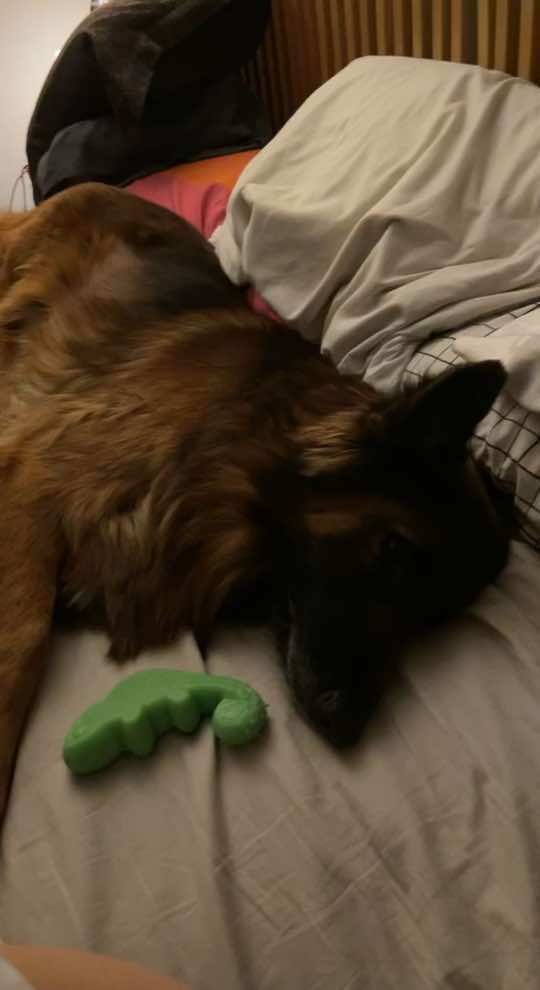 Facts. #pawsvsclaws #xyzcba #fyp #dogs #germanshepherd 