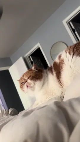 Pet me #fyp#ralph