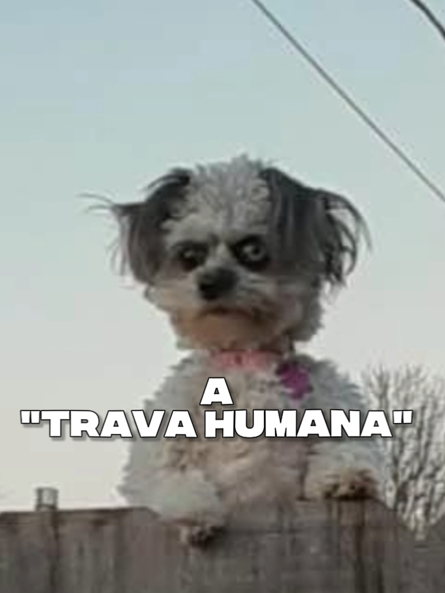 O ÚNICO HOMEM QUE CONSEGUIU ATIVAR A TRAVA HUMANA! #curiosidades #horrortok #analoghorror