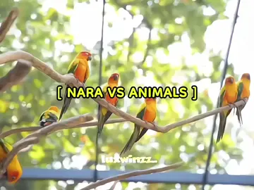 orang utan 🤝 nara are bestie #ppnaravit #pondnaravit #fyp #trending #pondphuwin 