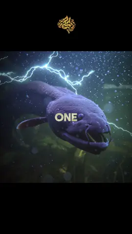 Part 48| Electric Eels ⚡️| #educational #educationalpurposes #electriceels #biology 
