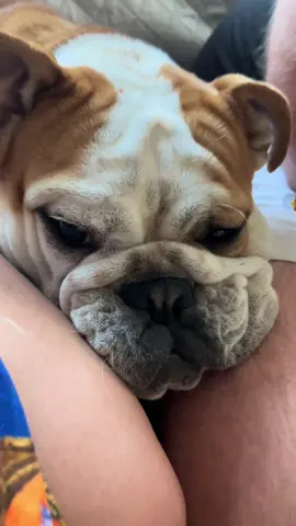 Everyone loves #deviledeggs #rescuedog #bulldogs #fosterdog 