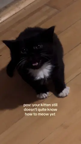 kitten or baby raccoon? #fyp #catsoftiktok #kittensoftiktok #cat #kitten 