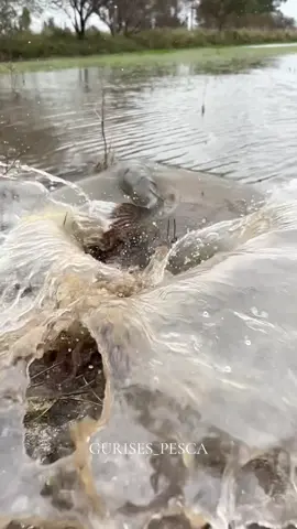 La reina de las lagunas, que temporada se viene 🔥#pesca #tararira #señuelosdepesca #gurises_pesca #laguna 