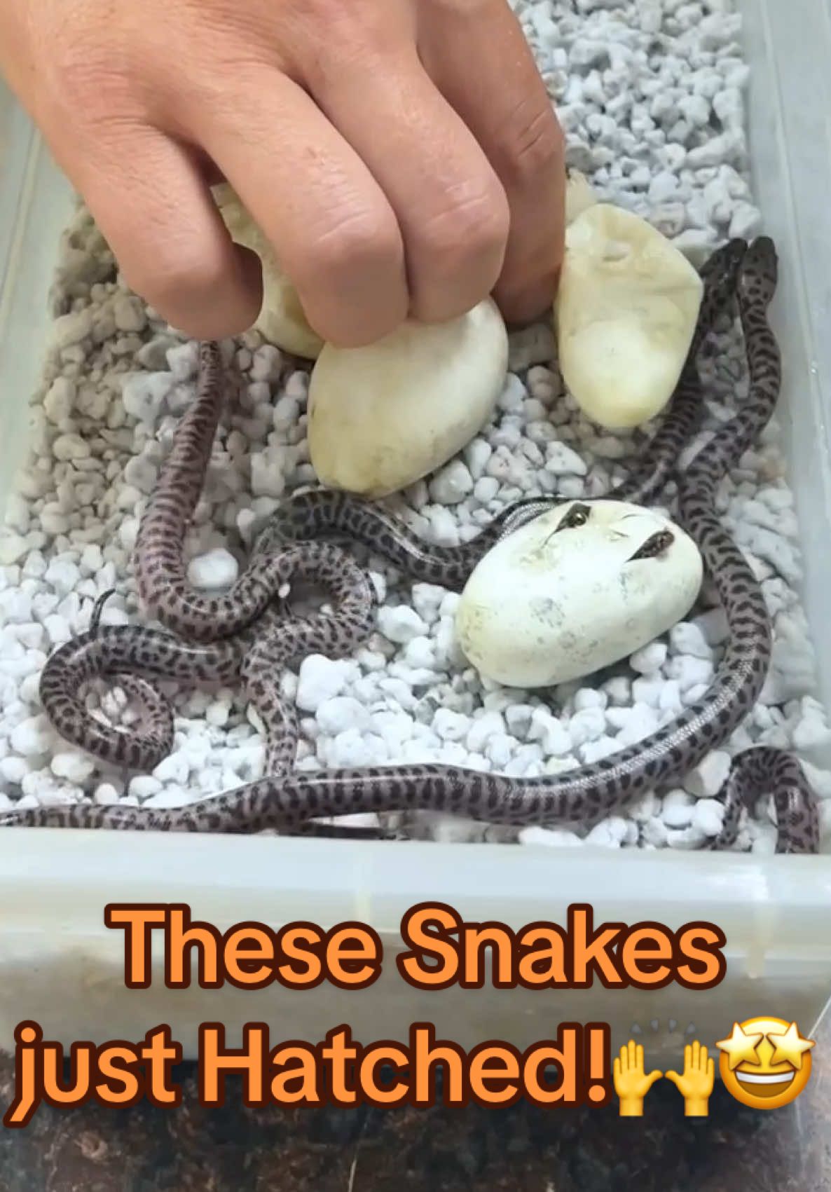 These little pythons 🐍 are small but packed with a bite! 😆 Straight out the egg they’re full of energy and will be hungry soon 😋 Opening up these python eggs is always such an exciting moment 🐍🥚 and every hatch is like unwrapping a gift from nature!😅 What’s wild is that the second these little pythons break out of their shells, they’re completely on their own 💪🌍 No mom or dad to help them, just pure instinct guiding them from day one 🔥🌿 It’s amazing to see how strong and independent they are right from the start 🦎🙌
