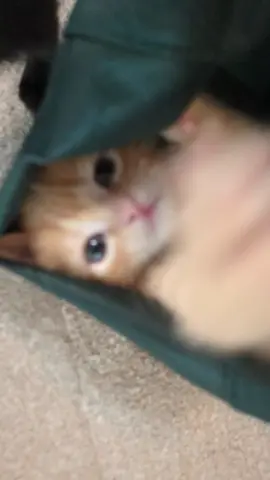 When you can't help being too cute #cutekitten #kitten #fosterkittens #orangecatsoftiktok 