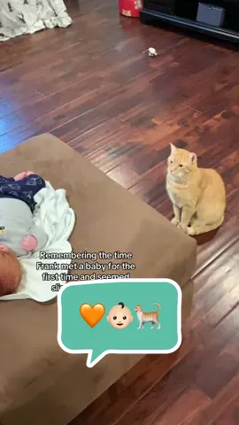 Cole flat out refused to come out and meet the baby 😹