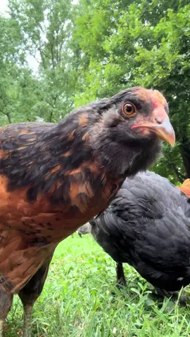 Enjoy 2 minutes of my ladies & dudes foraging. Miss Montana & Miss Huda both wanted to make a star appearance in this video. #chicken 
