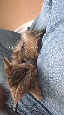 ❤️ Naya ❤️ #faitespasflopsvp #chats #animauxdecompagnie #bienetre 