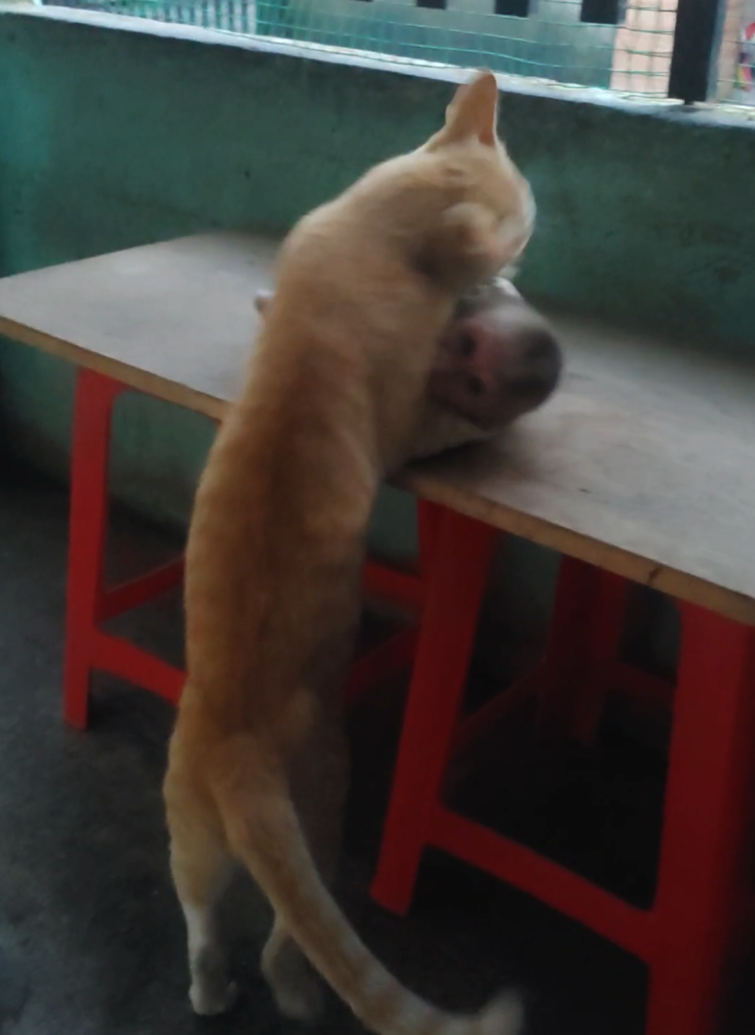 Mèo và khỉ Cubin cặp đôi hài hước nhất năm đã xuất hiện @Cubin1275 #xunghuongtiktok #fyp #funnypets #monkey #MonkeyAndCat 