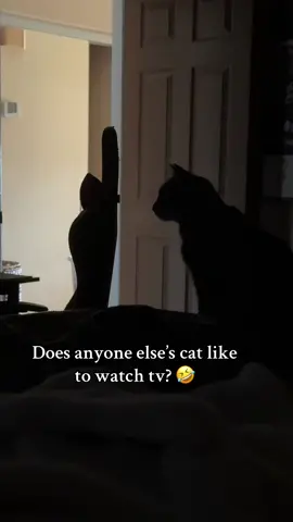 She’s so interested in the tv 🤣🤣 #cat #cats #caseoh #youtube #yt 