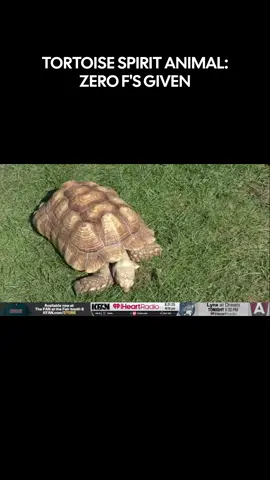 Tortoise life philosophy: 