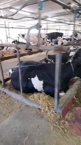 Tsé quand elles veulent leur refus 🤣🤣  Dérangez moi pas quand j'écoute MON @Francis Degrandpré 🥰😅 #cris #country #holstein #tiktokagri  #farmgirl 