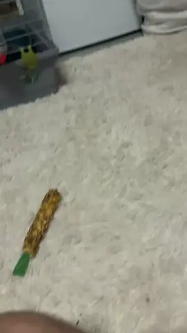 Poulain having zoomies #rabbitsoftiktok #fyp #funnytiktok #animal #loveyou 
