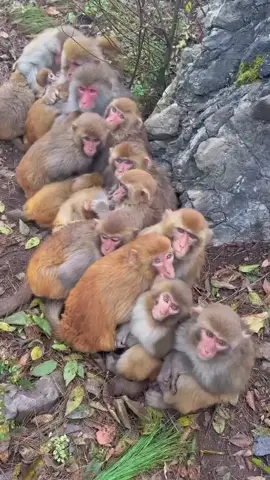 #monkey #monkeysoftiktok #monkeys #monkeydluffy #cutemonkey 