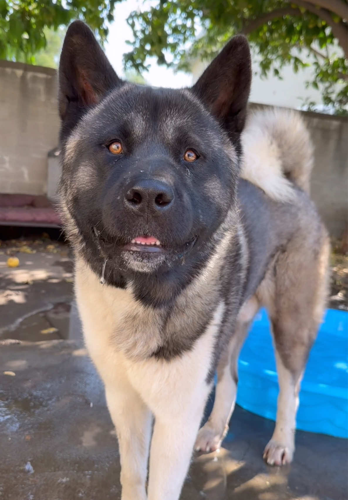 Zion💚🪐🐾 #ziontheakita #americanakita #akitasoftiktok #dogsoftiktok #dogslife 