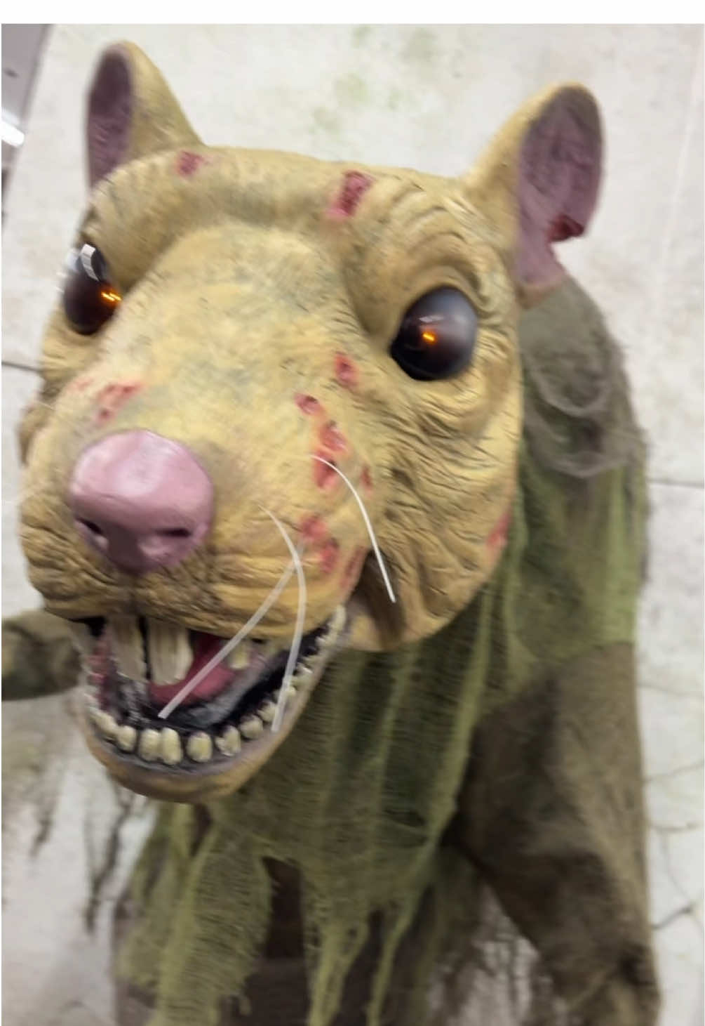 RATS! OH WOAAAH! #thebandghost #spirithalloween 