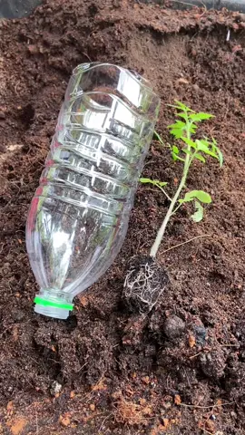 DIY ขวดน้ำพลาสติก ปลูกมะเขือเทศแบบกลับหัว ทำเกษตรให้สนุก #มะเขือเทศ #ผักกลับหัว 