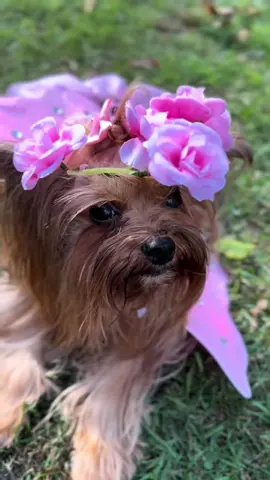 Sweet little Evie #foryoupage #foryou #tiktokyorkies #yorkies #fyp 