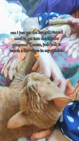 so freaking close this month 🧡 #orangecats #soclose #catcuddles #findingmypeace #letsgo 