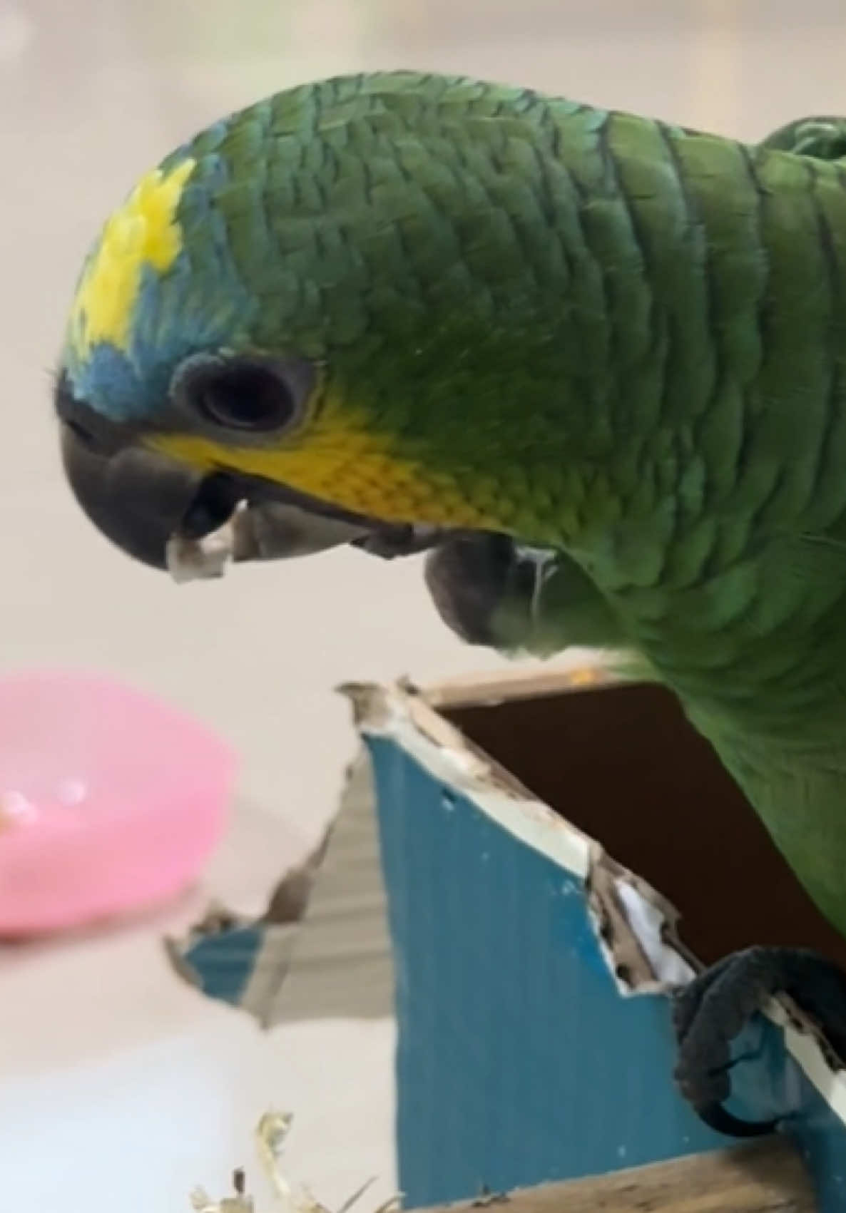 🦜#fyp #parrot #birb #parrotsoftiktok 