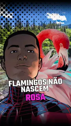 FLAMINGOS NÃO NASCEM ROSA!!! #curiosidadesaleatorias #memes #humor #curiosidades