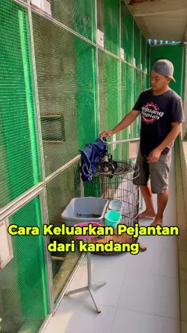 Seperti ini caranya bosku. pejantan kalau sudah terbiasa  keluar  masuk kandang lebih enak di atur. jadi poligami itu juga butuh diajari.