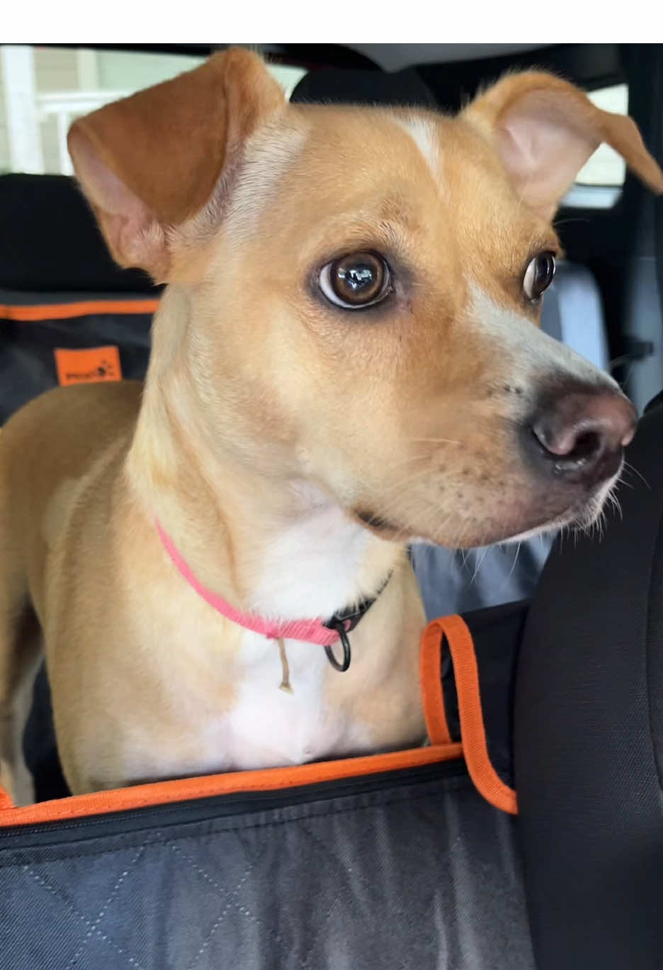 If you love your dog like a child… this is the backseat car seat set up they deserve! #dogseating #carhacks #dogsoftiktok #tiktokshopcreatorpicks #dogcarseat 