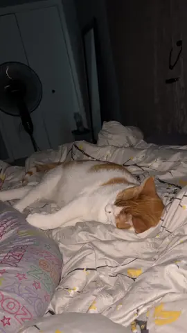 Just a touch#cats #catsoftiktok #orangecatbehavior 