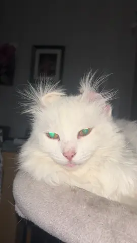 My own little fire starter #keithprodidy #theprodigy #firestarter #twistedfirestarter  #cat videos 