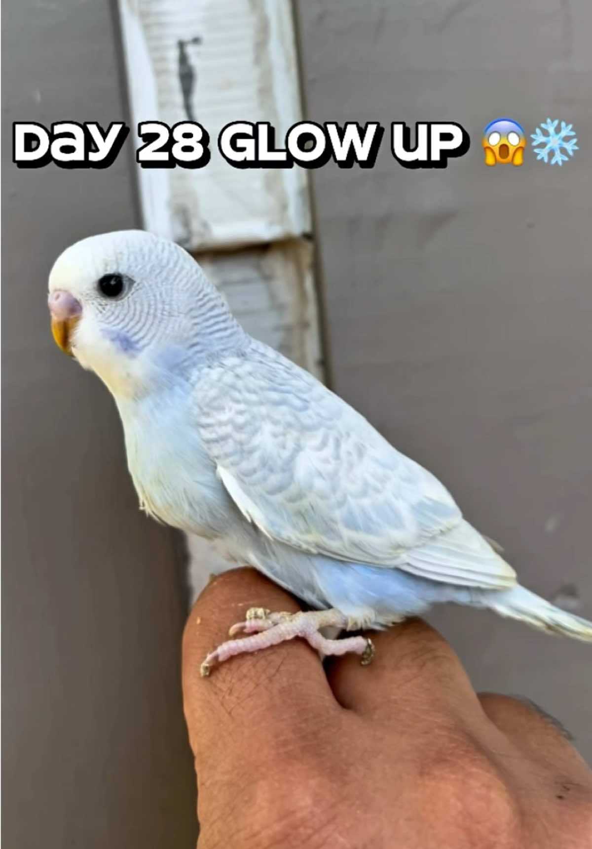 Day 28 Baby Budgie Glow-Up ❄️🐥 #BabyBudgie #BudgieTok #BirdTok #pettok  #creatorsearchinsights 