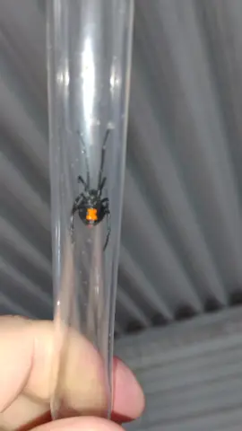 Witness the stunning (and deadly) beauty of a Black Widow spider up close! 🕷️⏳ I safely contained this incredible arachnid for a brief, detailed look at its iconic red hourglass and glossy black body. A reminder of the fascinating predators living all around us. **Please note:** This was handled by an experienced individual for educational purposes only. Black widows have potent venom and should never be approached or touched. Always admire wildlife from a safe distance! #BlackWidow #Macro #Nature #Wildlife #Spider #Science #viral 