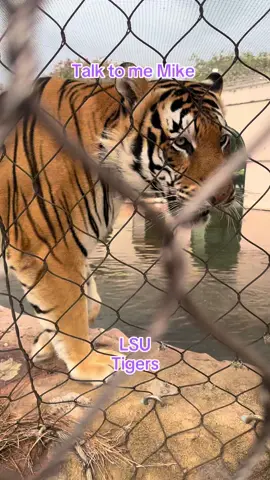#lsutigers #lsufootball #lsu #lsutigergirls #CollegeFootball LSU Mike the tiger talking to me. 