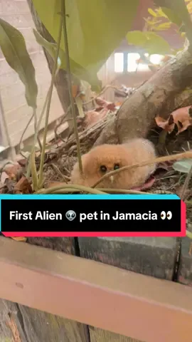Wtf is that 😳 #alien #animal #owl ? #jamaicatiktok #jamaica 