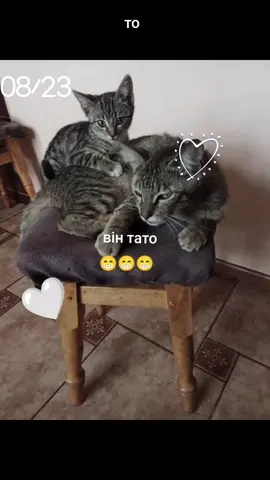 #кітукраїнець #кіттатко #кіт