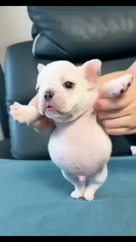 #viral #pibble #fyp 
