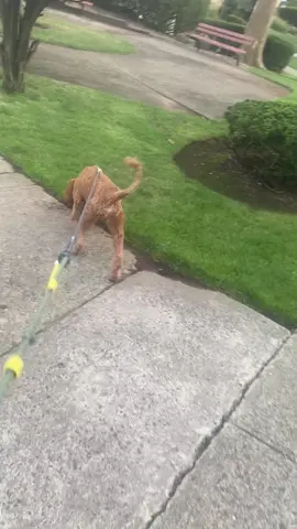 #foryou #foryoupage #makemefamous #dogsitting #fyp Dog sitting to make money for a job 