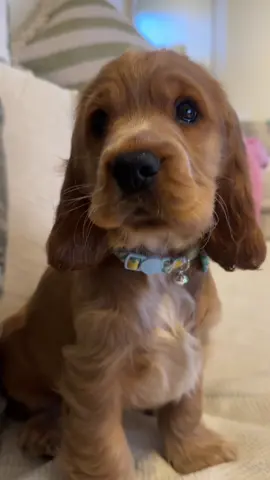 Puppy hiccups 🥺 #fyppppppppppppppppppppppp #puppy #cutedogs #cockerspanielsoftiktok #cute 