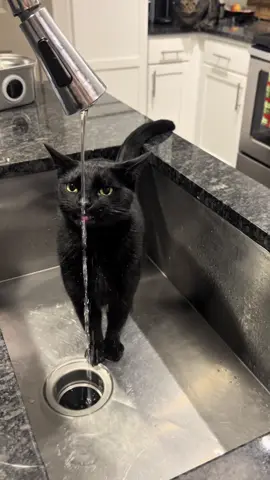 Gato preto #gatopreto #catsoftiktok #foryou