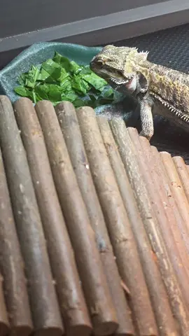 what veggies should we try next? #beardeddragon #asmr 