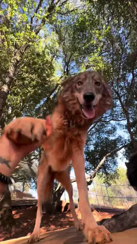 It should be illegal to be as cute as these wolf-dogs 😉🐺💜 #wolfdog #wolfdogsoftiktok #animalsoftiktok #sanctuary #protectwildlife 