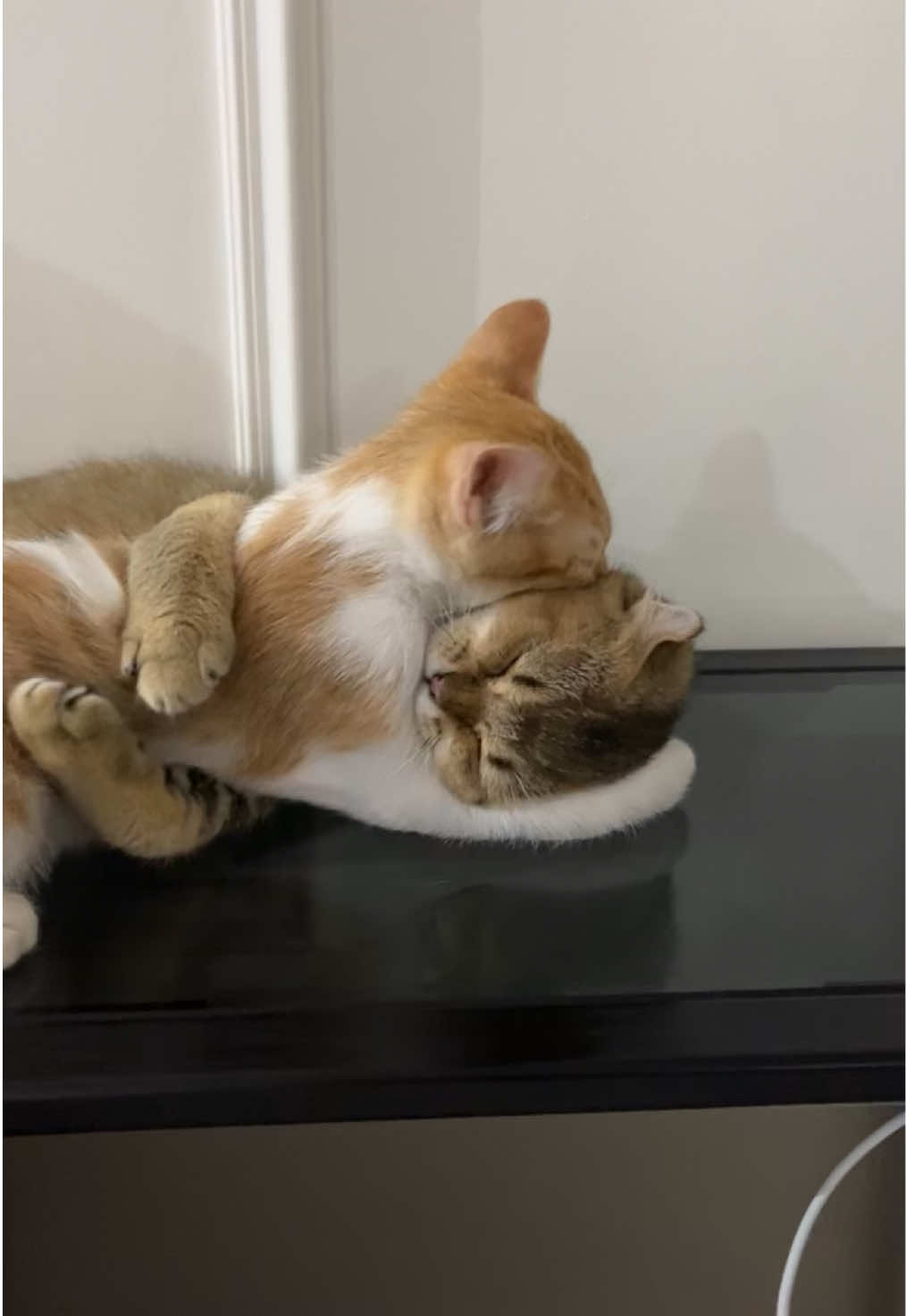 🥹🥹  #cat #funny #fyp #foryou #cats 