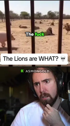 The Lions Are WHAT? 💀 #asmongold #asmon #zackrawrr #asmongoldclips #asmongoldclip #twitch #livestream #fyp